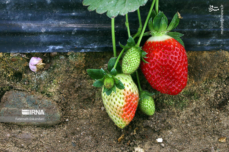 عکس/ برداشت توت فرنگی گلخانهای