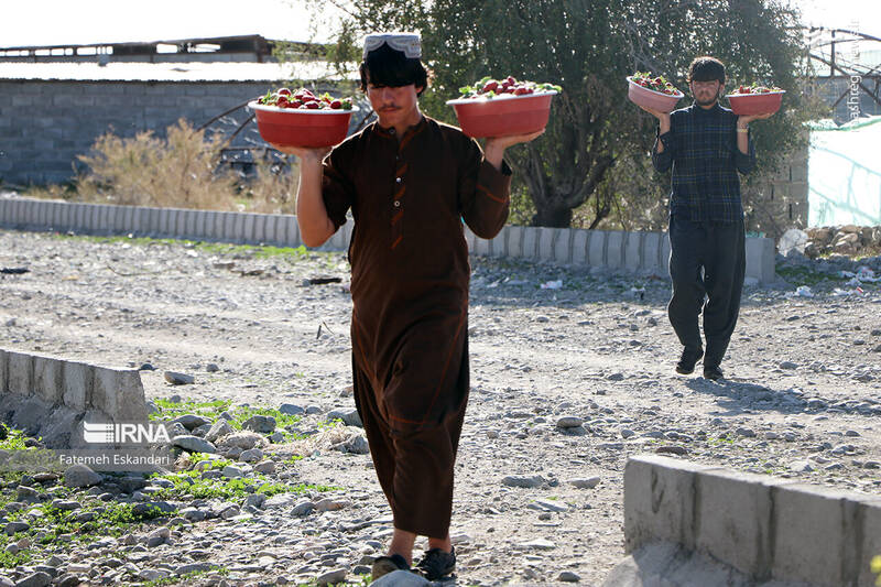 عکس/ برداشت توت فرنگی گلخانهای