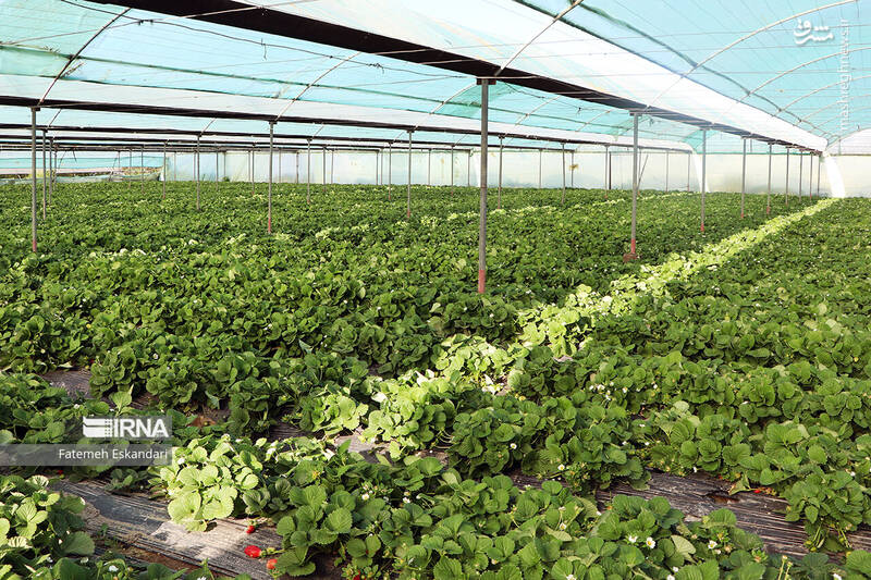 عکس/ برداشت توت فرنگی گلخانهای