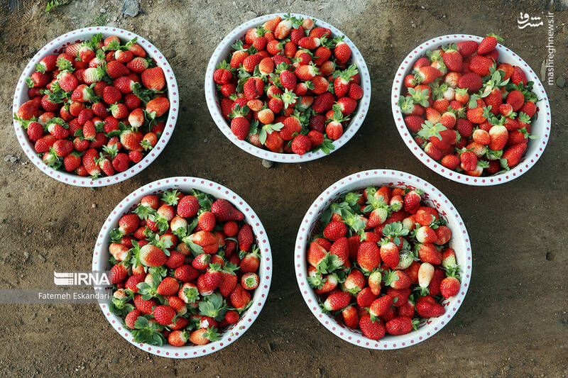 عکس/ برداشت توت فرنگی گلخانهای