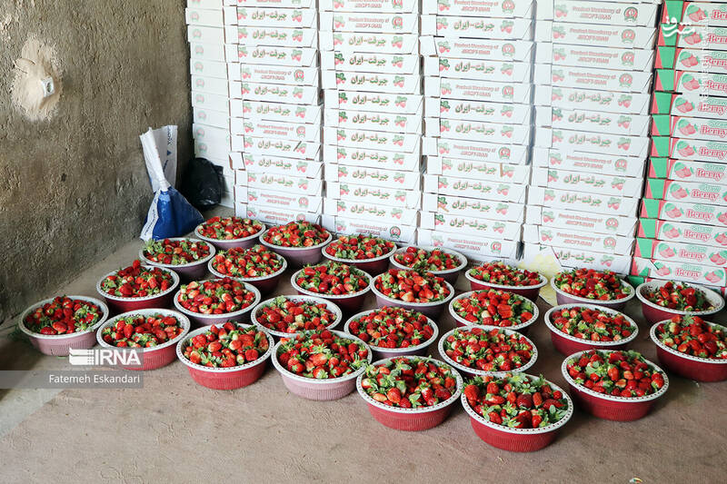 عکس/ برداشت توت فرنگی گلخانهای