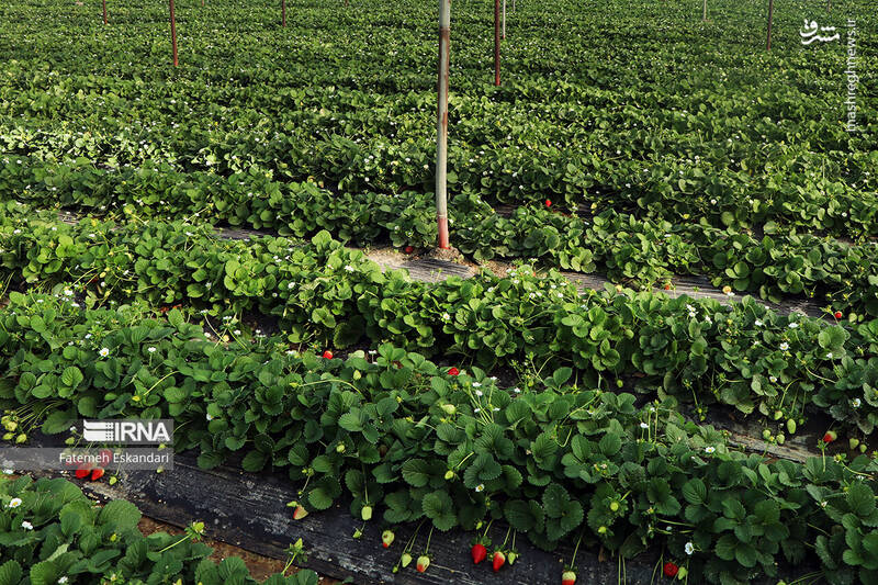 عکس/ برداشت توت فرنگی گلخانهای