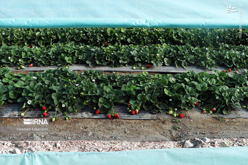 عکس/ برداشت توت فرنگی گلخانهای