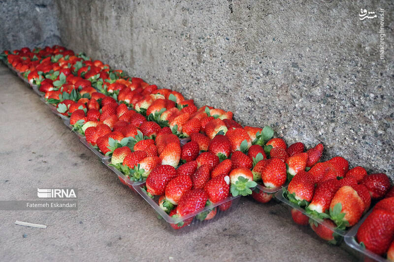 عکس/ برداشت توت فرنگی گلخانهای