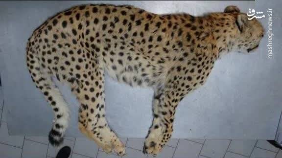 تصاویر پوستکندنِ «پیروز» واقعی است؟ +عکس