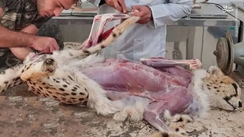 تصاویر پوستکندنِ «پیروز» واقعی است؟ +عکس