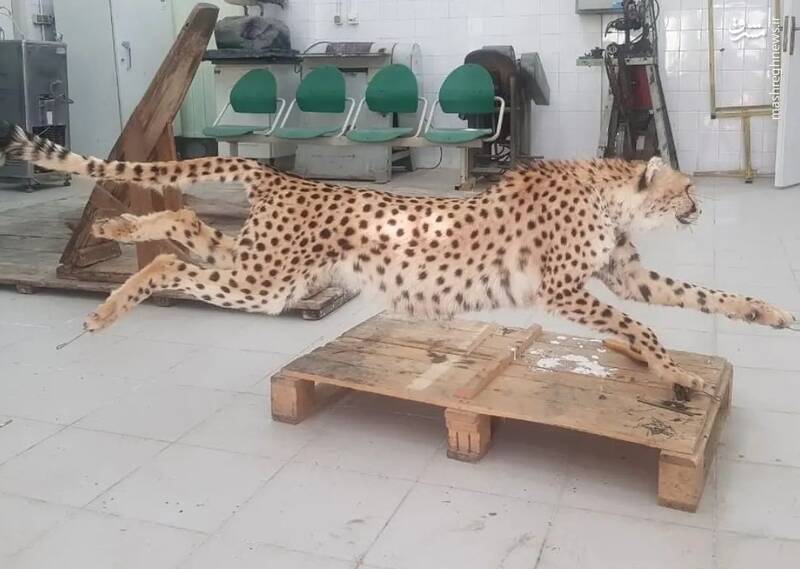 تصاویر پوستکندنِ «پیروز» واقعی است؟ +عکس