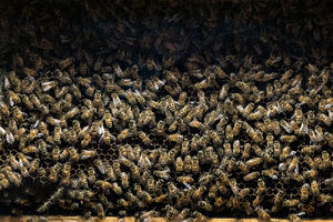 اولین جشنواره زنبورداری عسل و فرآورده‌ها در همدان