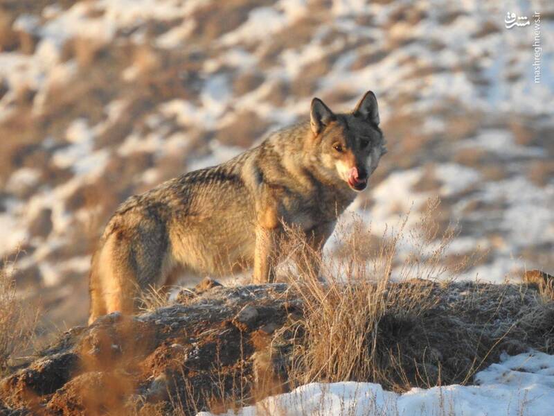 عکس/ یک گله گرگ در منطقه حفاظت شده خلخال