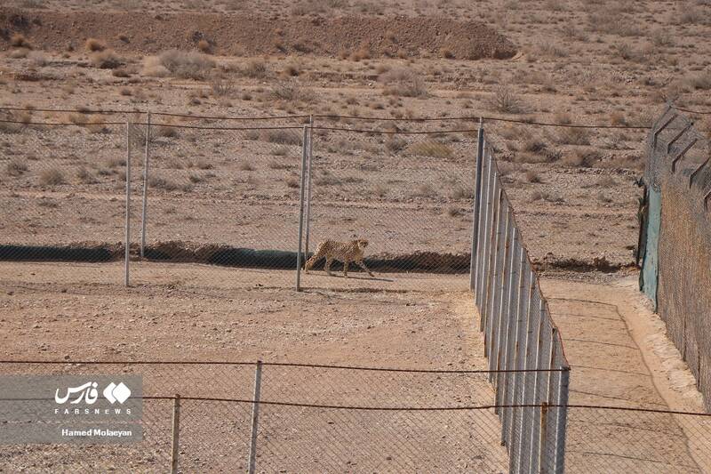 آخرین تصاویر از مادرِ «پیروز»/ سونوگرافی «ایران» انجام نشده است