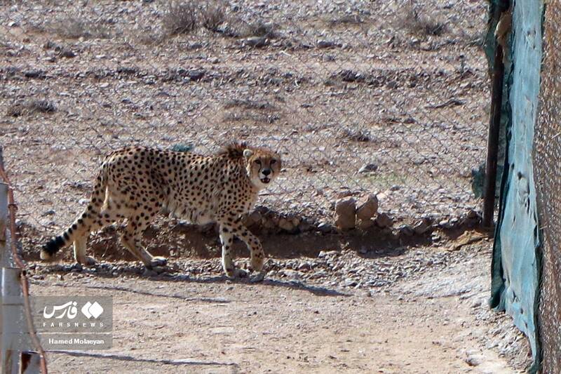 آخرین تصاویر از مادرِ «پیروز»/ سونوگرافی «ایران» انجام نشده است