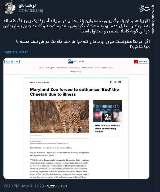 چرا در آمریکا هر چند ماه یک یوز تلف میشه یا میکشنش؟+ عکس