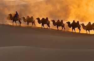 عکس / با حیوانات کویر ایران آشنا شوید