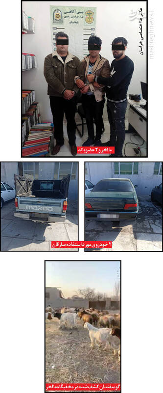 سلاخی و فروش سیار گوسفندهای سرقتی +عکس