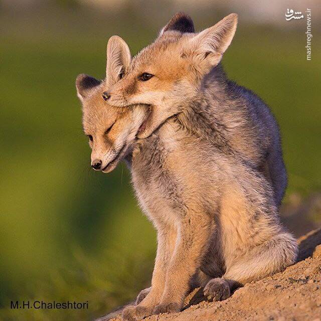 روباه صحرایی