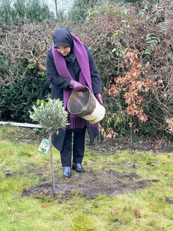 کاشت نهال زیتون توسط سفیر ایران در دانمارک +عکس