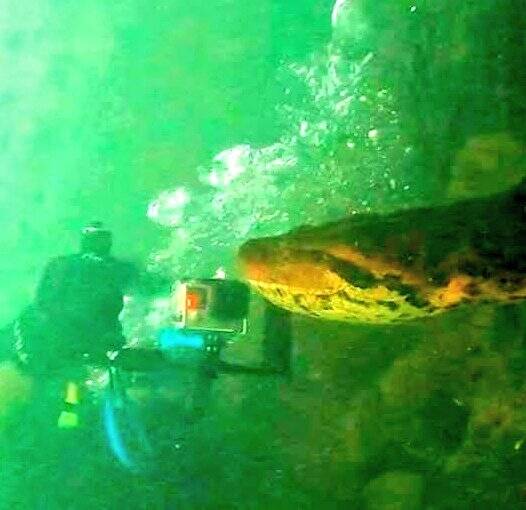 مواجهه اتفاقی با ترسناکترین مار دنیا در اعماق رودخانه!