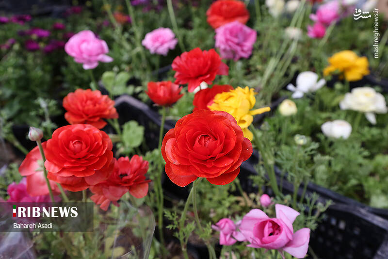 عکس/ حال و هوای بازار گل و گیاه پایتخت در آستانه سال نو