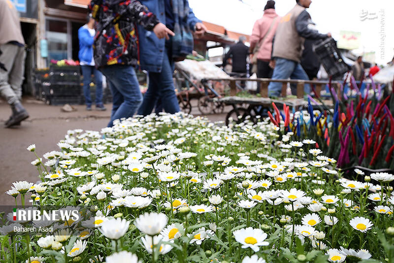 عکس/ حال و هوای بازار گل و گیاه پایتخت در آستانه سال نو