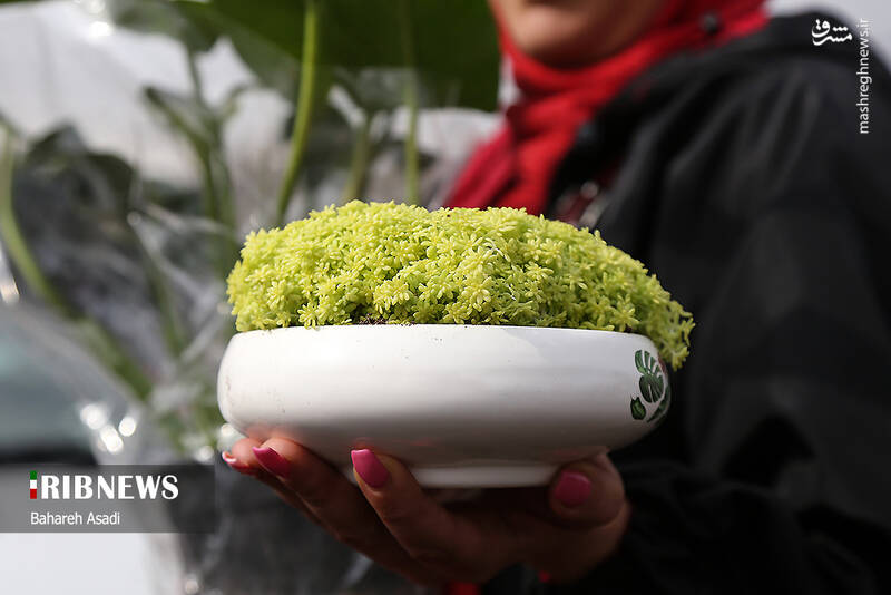 عکس/ حال و هوای بازار گل و گیاه پایتخت در آستانه سال نو