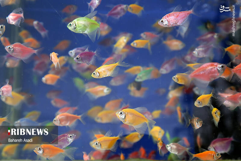 عکس/ حال و هوای بازار گل و گیاه پایتخت در آستانه سال نو