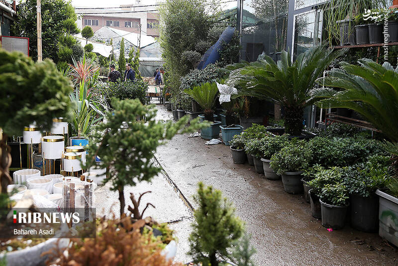 عکس/ حال و هوای بازار گل و گیاه پایتخت در آستانه سال نو