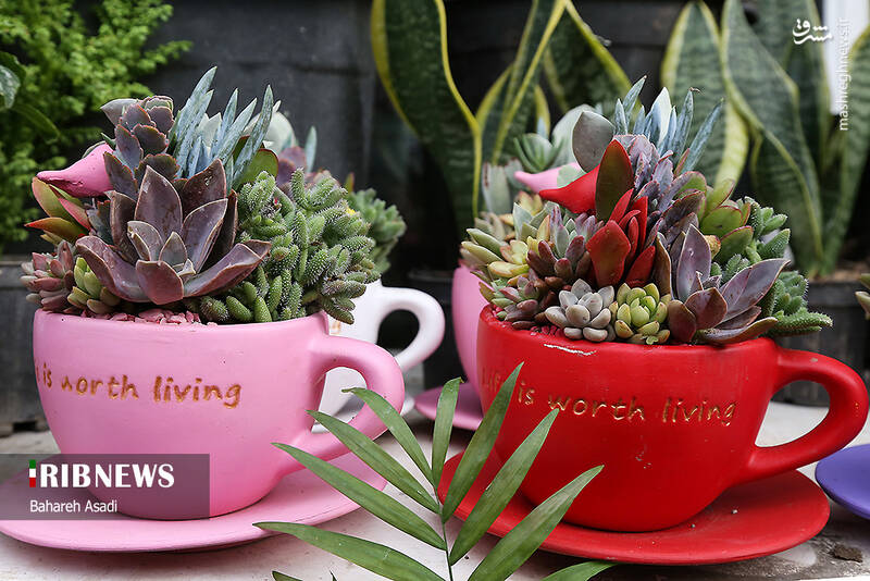 عکس/ حال و هوای بازار گل و گیاه پایتخت در آستانه سال نو