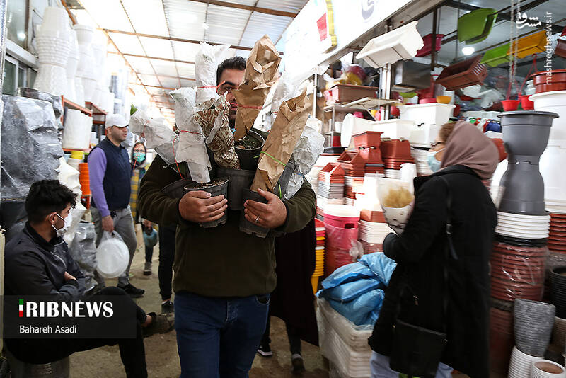 عکس/ حال و هوای بازار گل و گیاه پایتخت در آستانه سال نو