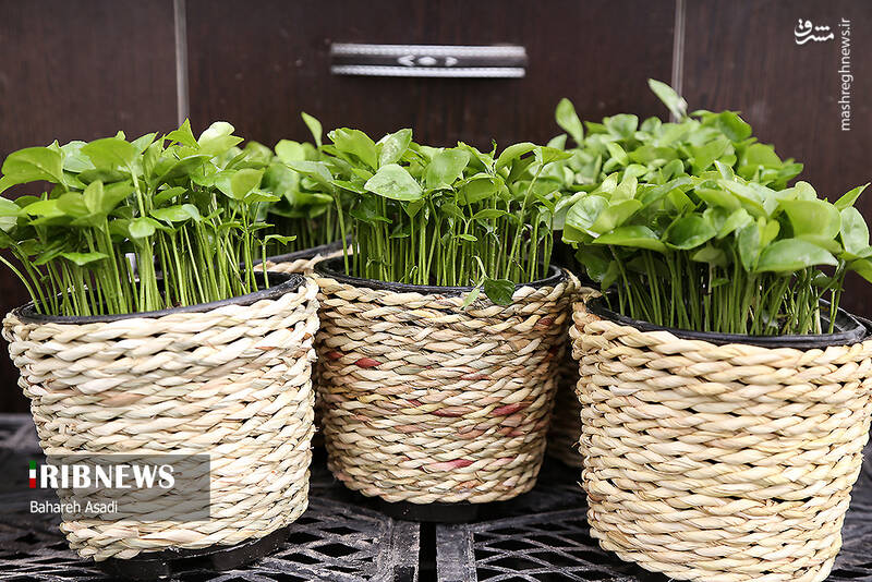 عکس/ حال و هوای بازار گل و گیاه پایتخت در آستانه سال نو