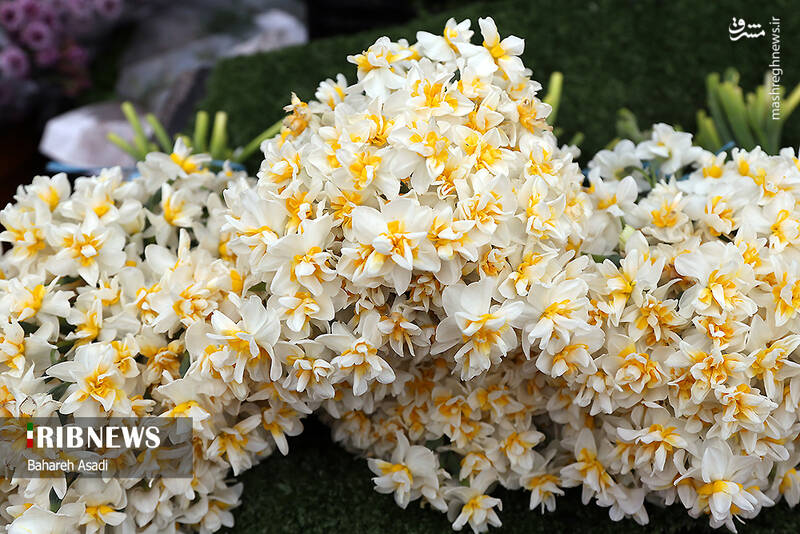 عکس/ حال و هوای بازار گل و گیاه پایتخت در آستانه سال نو