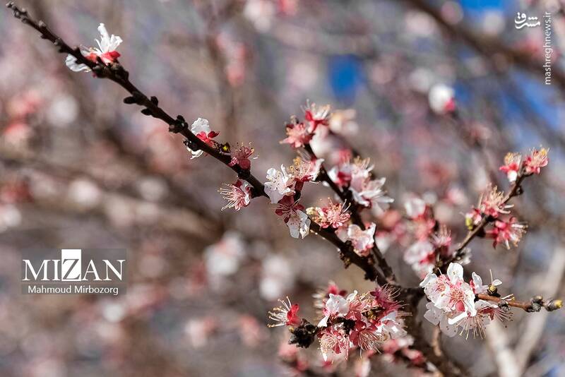 عکس/ شکوفههای بهاری درخت زردآلو