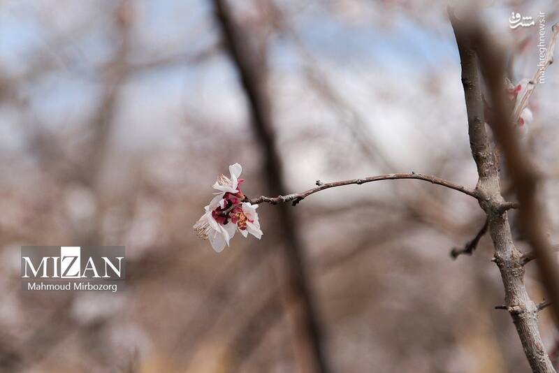 عکس/ شکوفههای بهاری درخت زردآلو