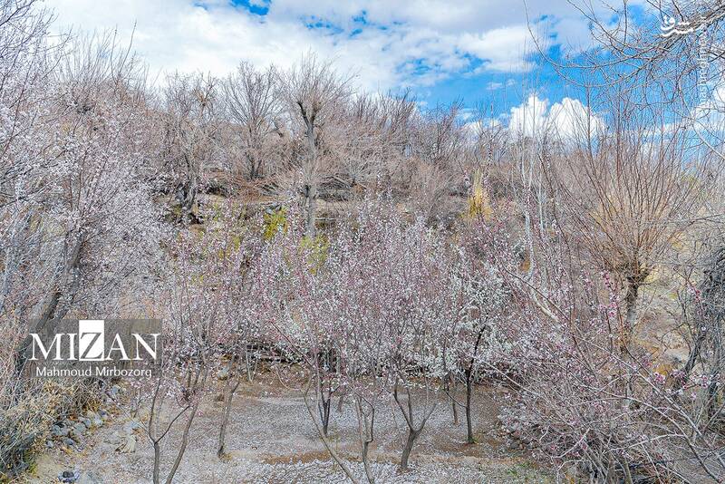 عکس/ شکوفههای بهاری درخت زردآلو