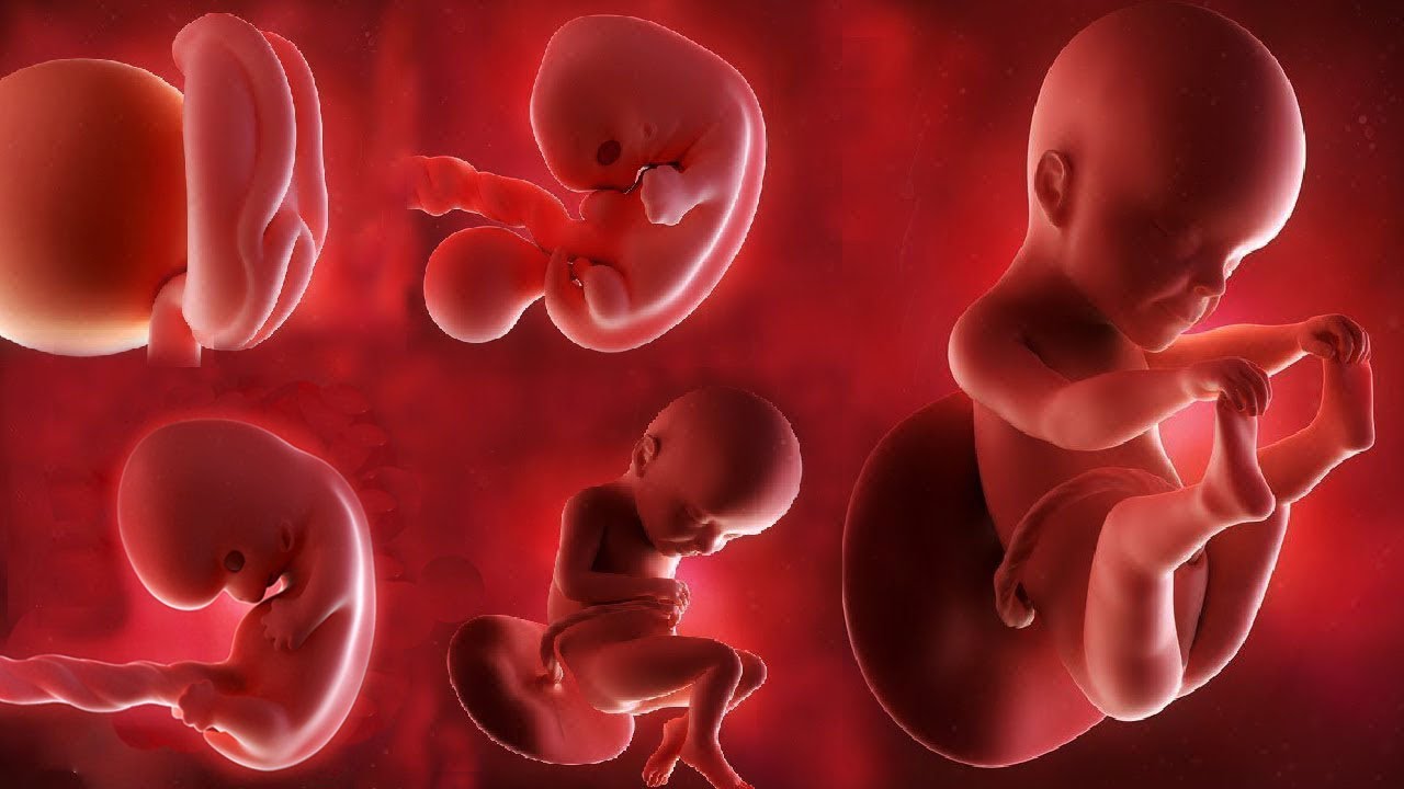 مراحل رشد جنین در شکم مادر