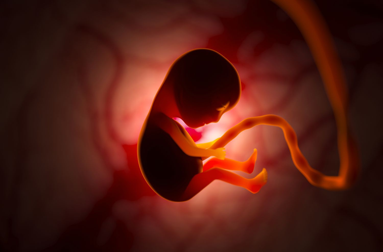 مراحل رشد جنین در شکم مادر
