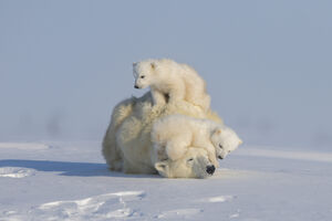 بازی کردن خرس قطبی با توله‌هایش در منیتوبا _ کانادا