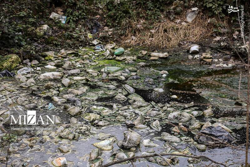 عکس/ دپوی زباله در دل جنگل