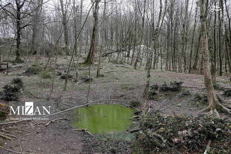 عکس/ دپوی زباله در دل جنگل