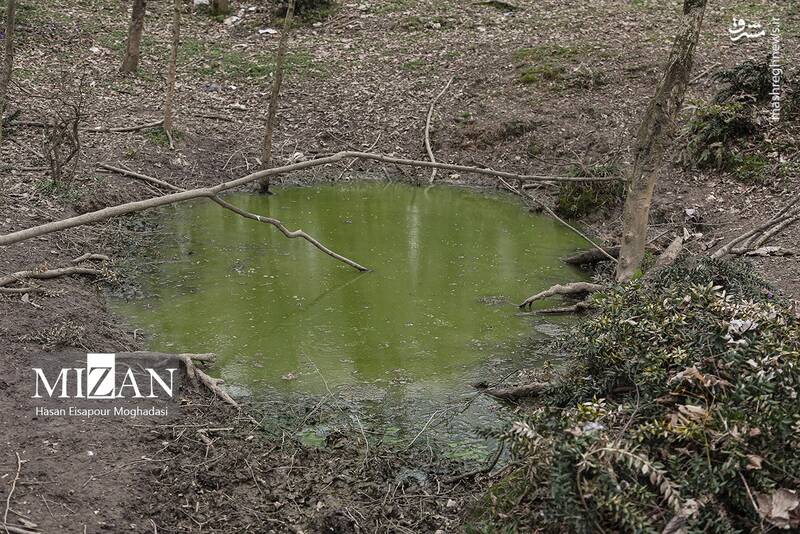 عکس/ دپوی زباله در دل جنگل