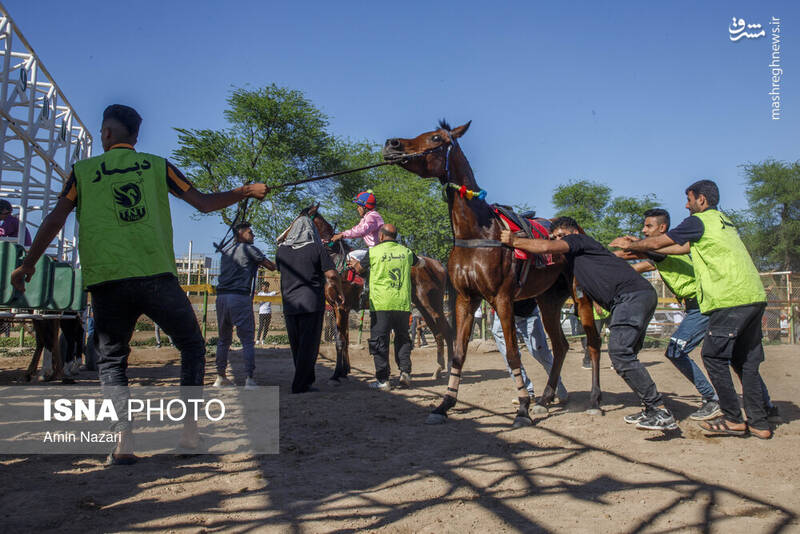 عکس / هفته پایانی مسابقات اسب دوانی کشور 15