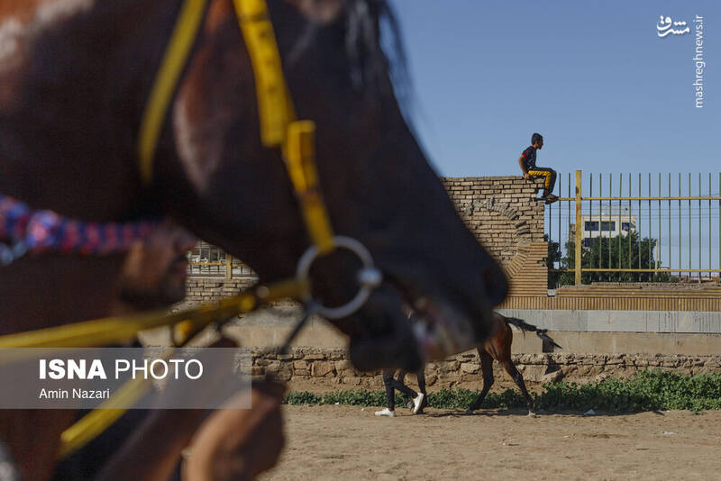 عکس / هفته پایانی مسابقات اسب دوانی کشور 11