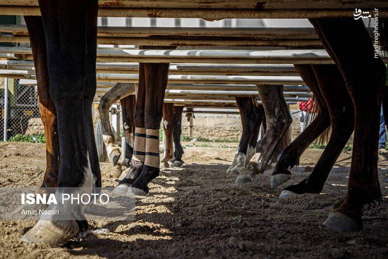 عکس / هفته پایانی مسابقات اسب دوانی کشور 4