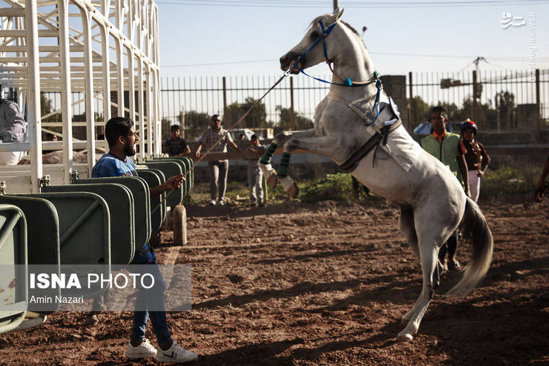 عکس / هفته پایانی مسابقات اسب دوانی کشور 2