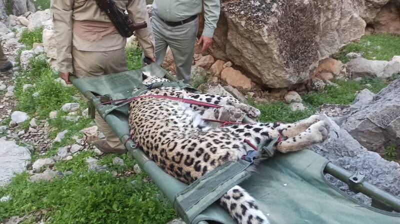 مرگ مشکوک توله پلنگ در کوههای گچساران +عکس
