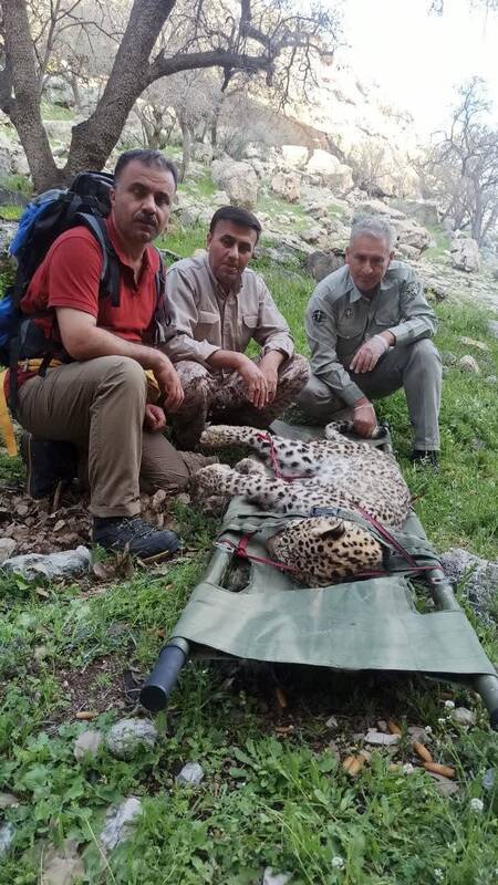 مرگ مشکوک توله پلنگ در کوههای گچساران +عکس