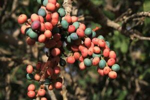 میوهای ضد میکروب و قارچ