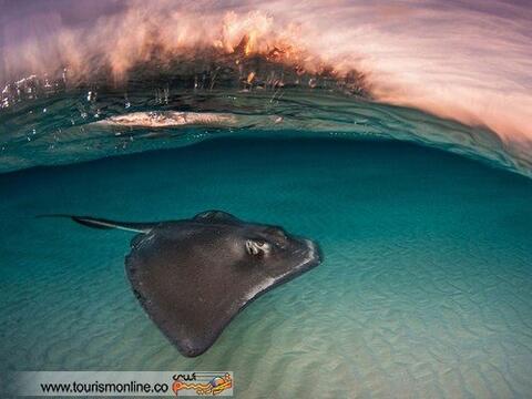 آنچه باید هنگام "تفریحات آبی" رعایت کنیم/ "دریا" جای چه کارهایی نیست؟!