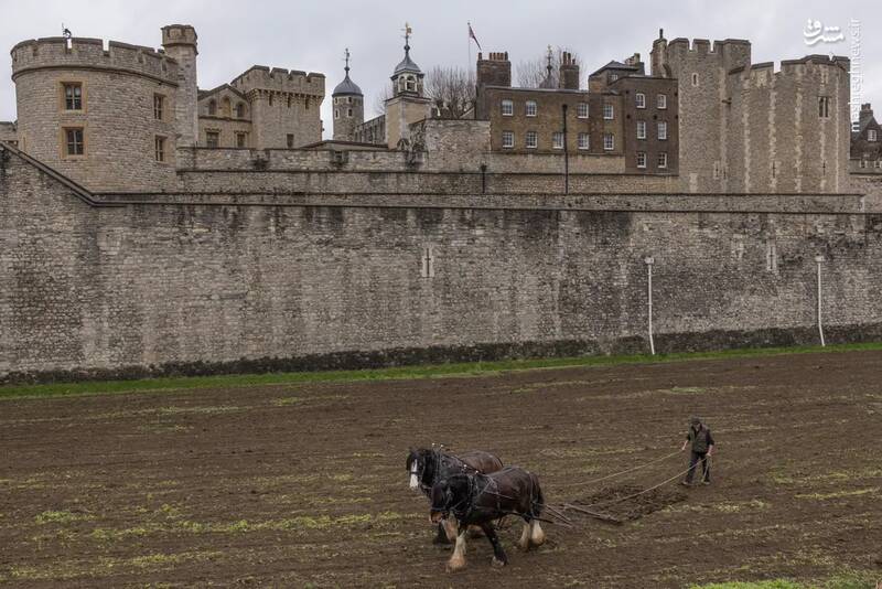 شخم زدن اسب‌ها در کنار برج‌های لندن _ انگلستان