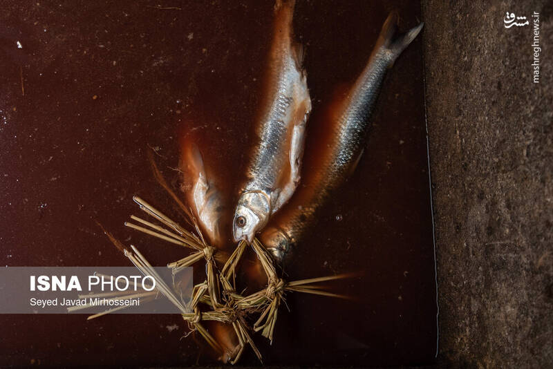 عکس/ دودی کردن ماهی به روش سنتی