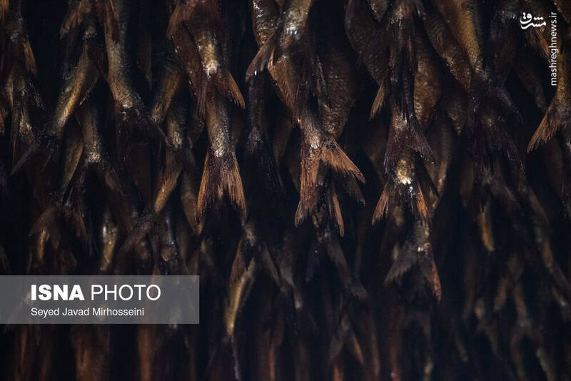 عکس/ دودی کردن ماهی به روش سنتی